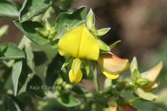Crotalaria madurensis